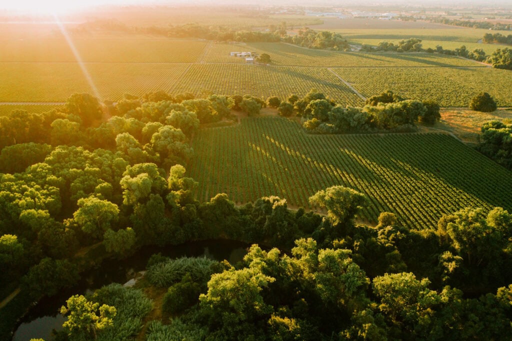 Vineyard landscape in Lodi, CA at sunset with lush green rows of grapevines and surrounding trees.